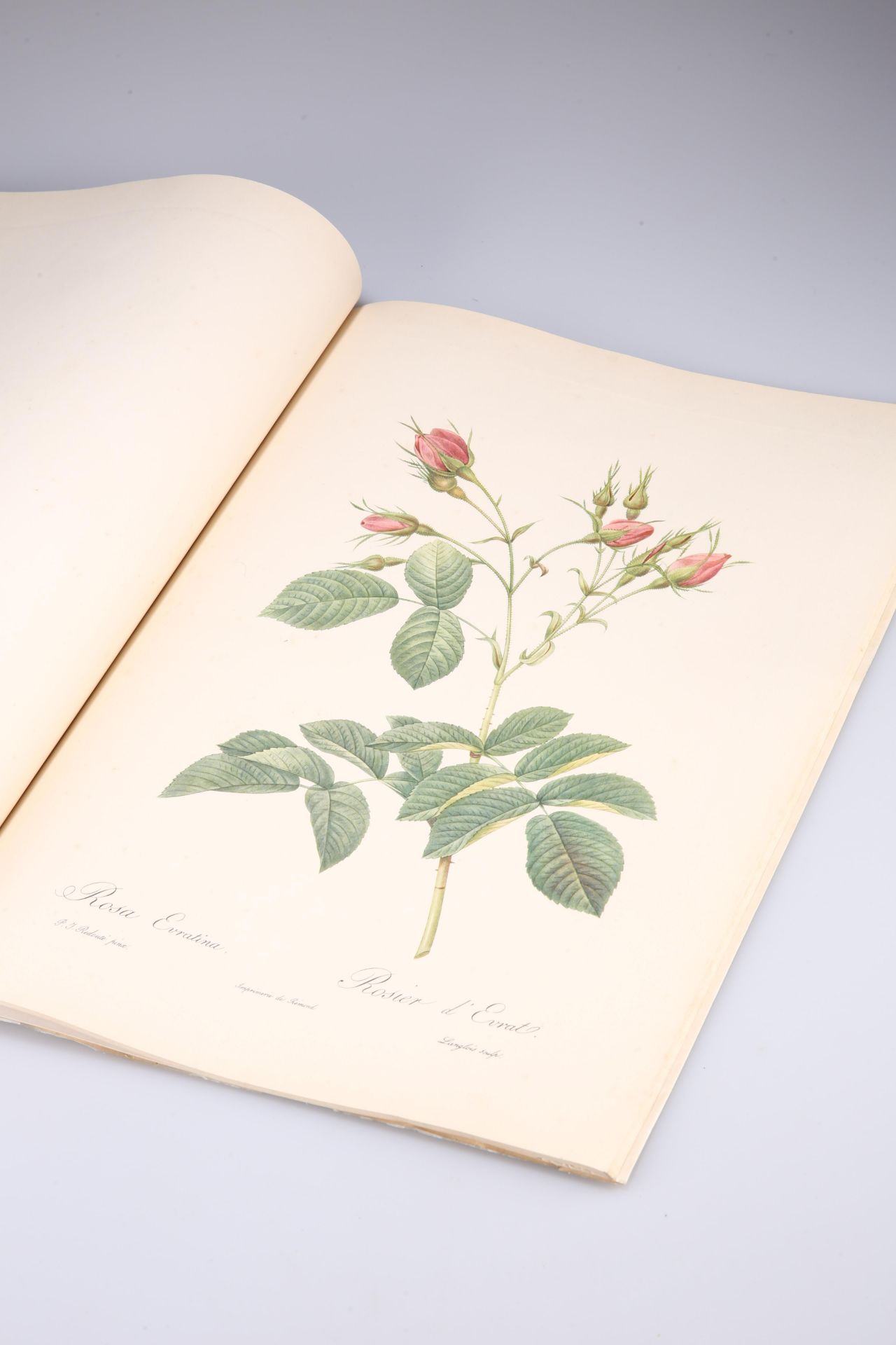 ~ PIERRE-JOSEPH REDOUTE, ROSES, The Ariel Press, pub. 1954; together with A MAPLE FRAMED BOTANICAL