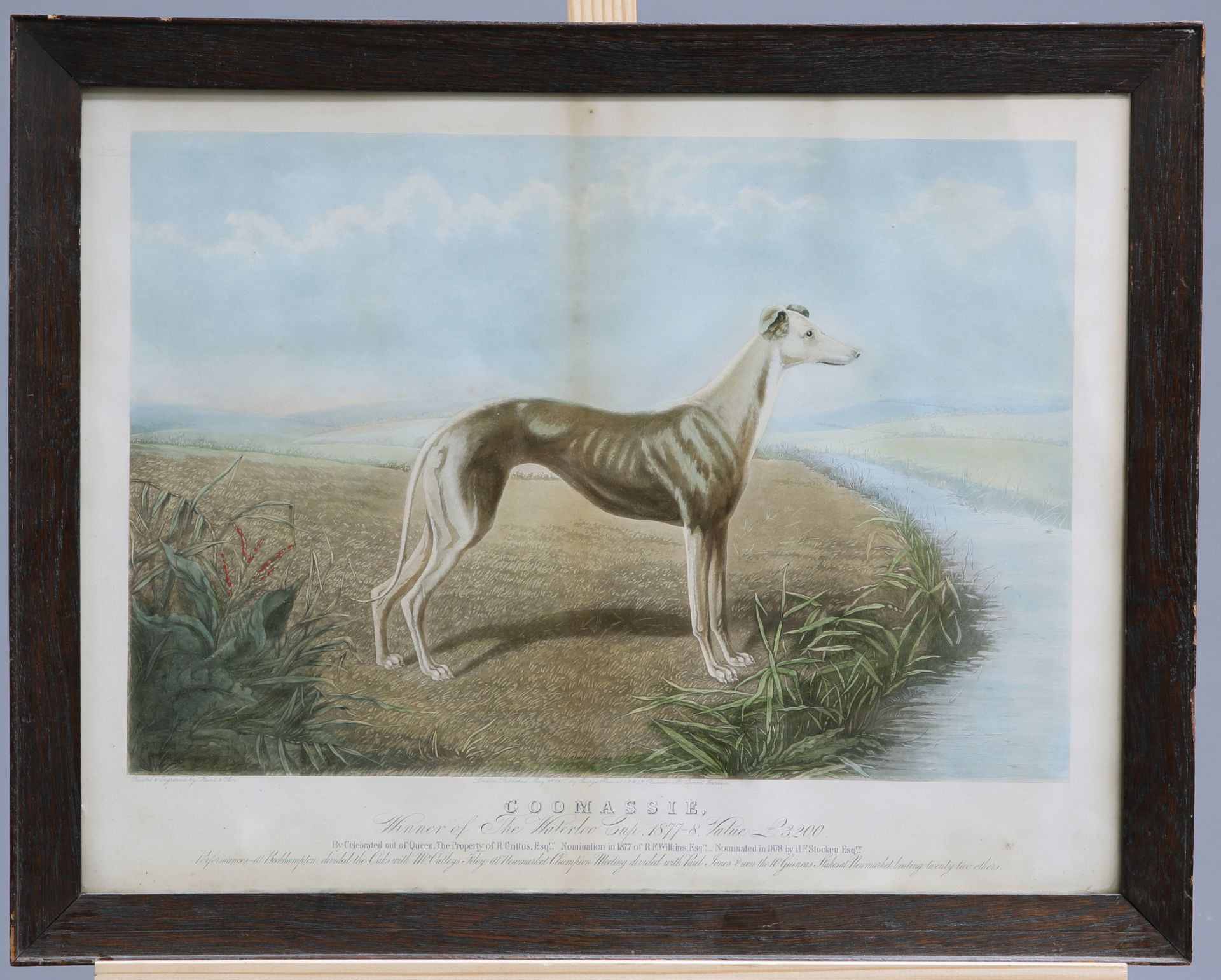 A GROUP OF FIVE 19TH CENTURY HAND-COLOURED ENGRAVINGS OF GREYHOUNDS, including "Waterloo Cup - Bild 8 aus 10