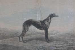 A GROUP OF FIVE 19TH CENTURY HAND-COLOURED ENGRAVINGS OF GREYHOUNDS, including "Waterloo Cup