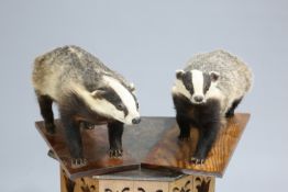TAXIDERMY: TWO MOUNTED STUDIES OF JUVENILE EUROPEAN BADGERS (MELES MELES) on wooden plinths. Approx.