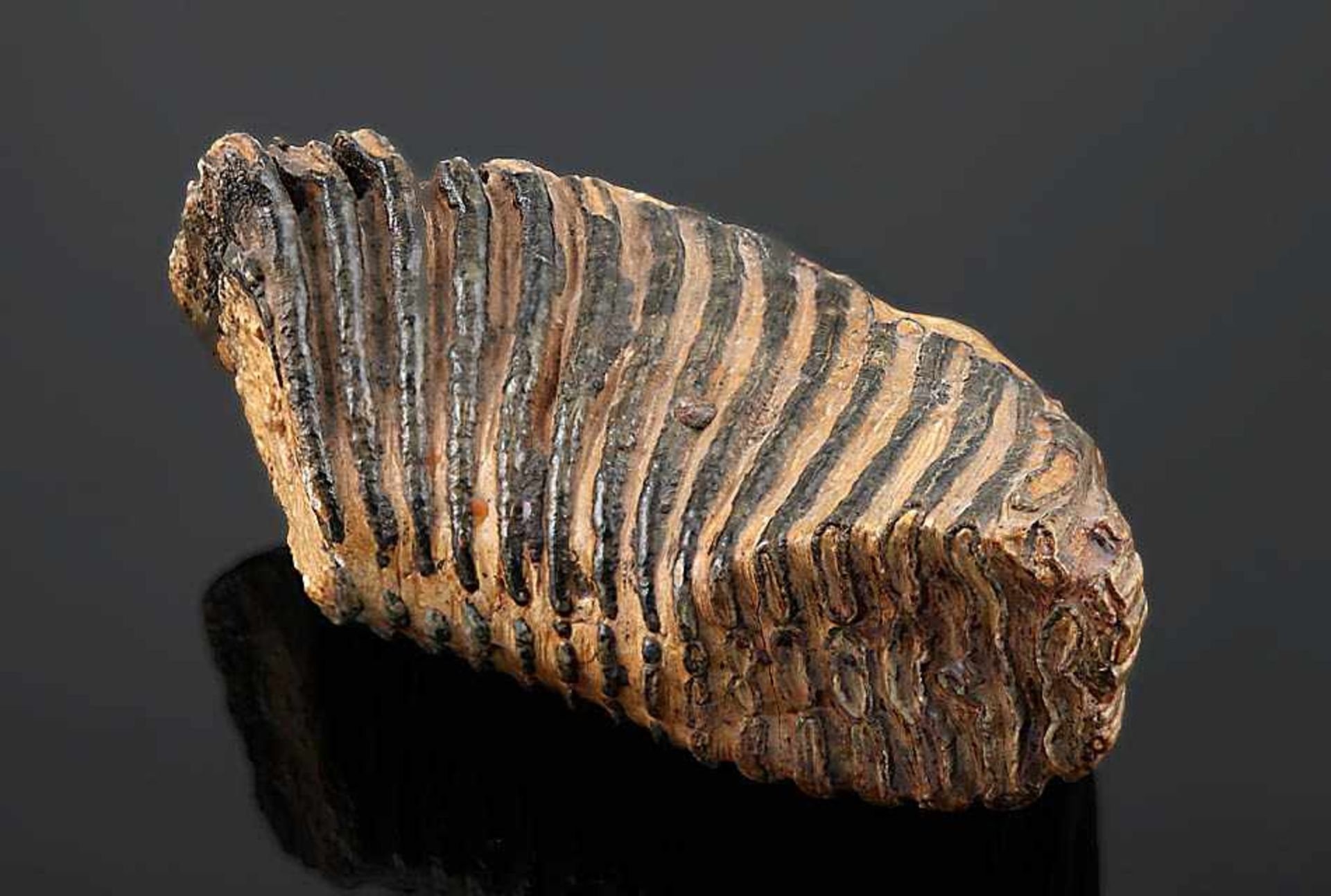 Fossiler Mammut-Zahn