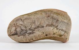 Fossiler FischFundort Brasilien. L 28,2 cm.o. L.