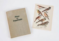 Atlas der Vogelwelt