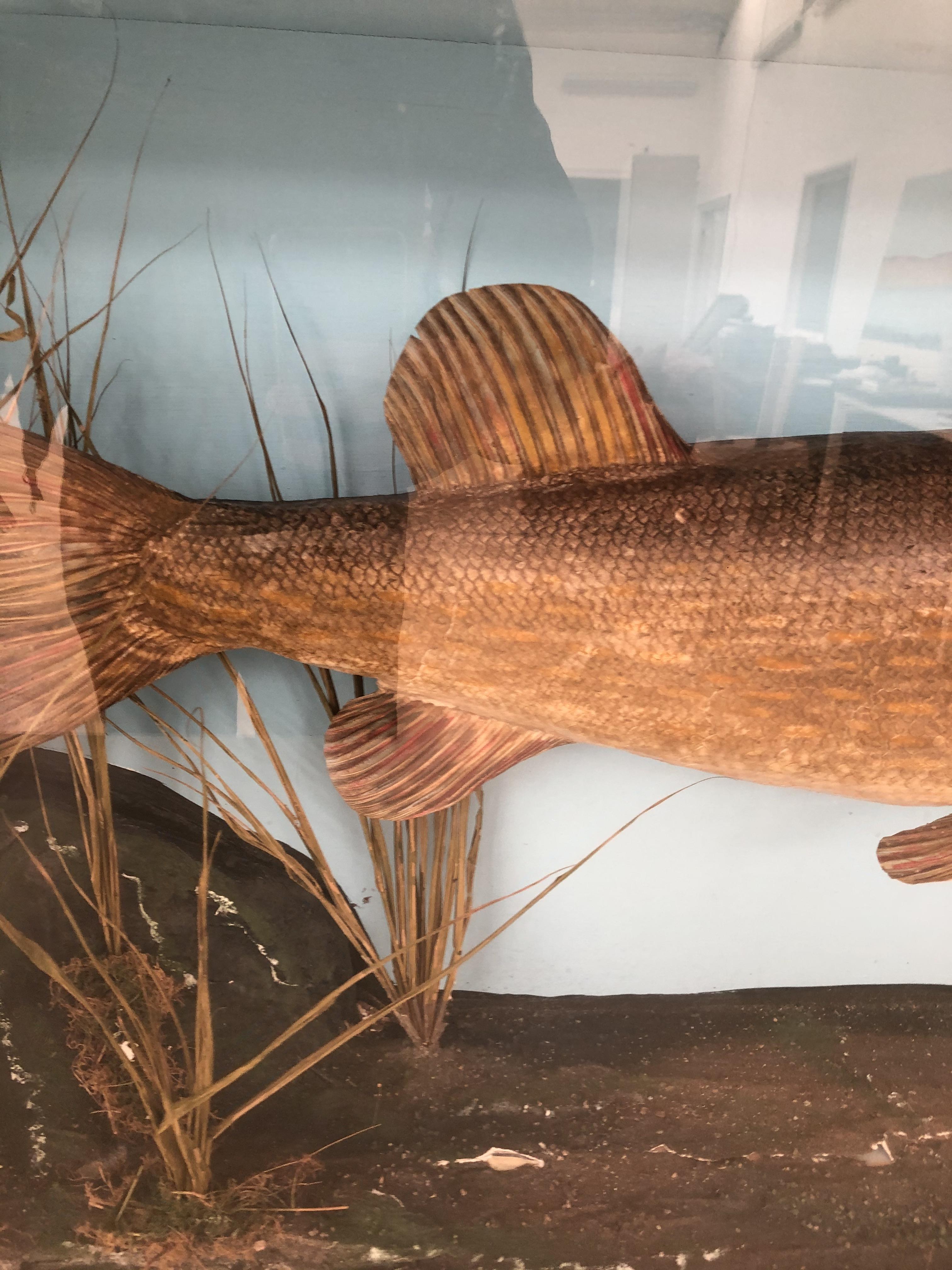 Large Cased taxidermy of a Pike. - Image 5 of 6