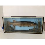 Large Cased taxidermy of a Pike.