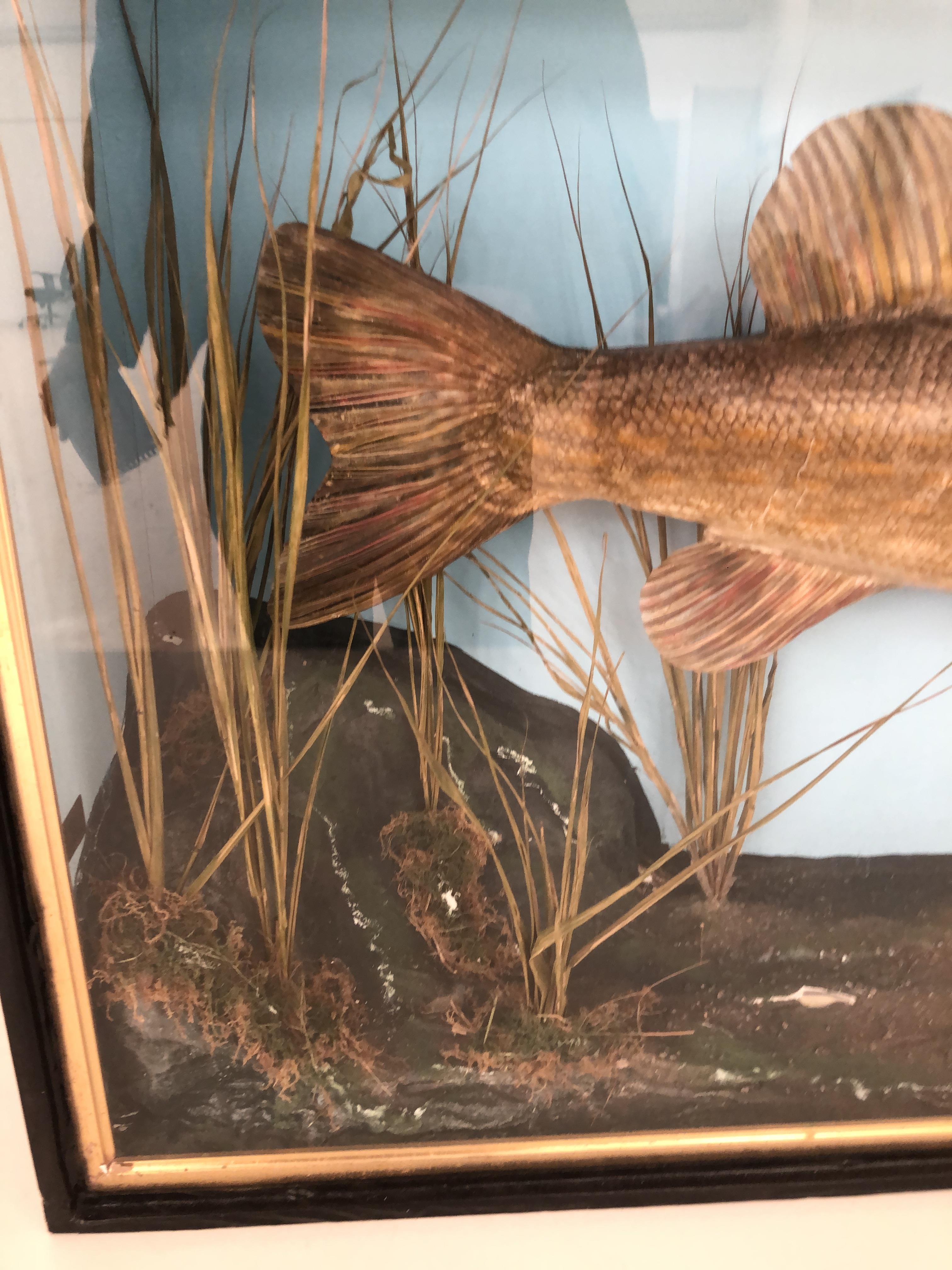 Large Cased taxidermy of a Pike. - Image 4 of 6