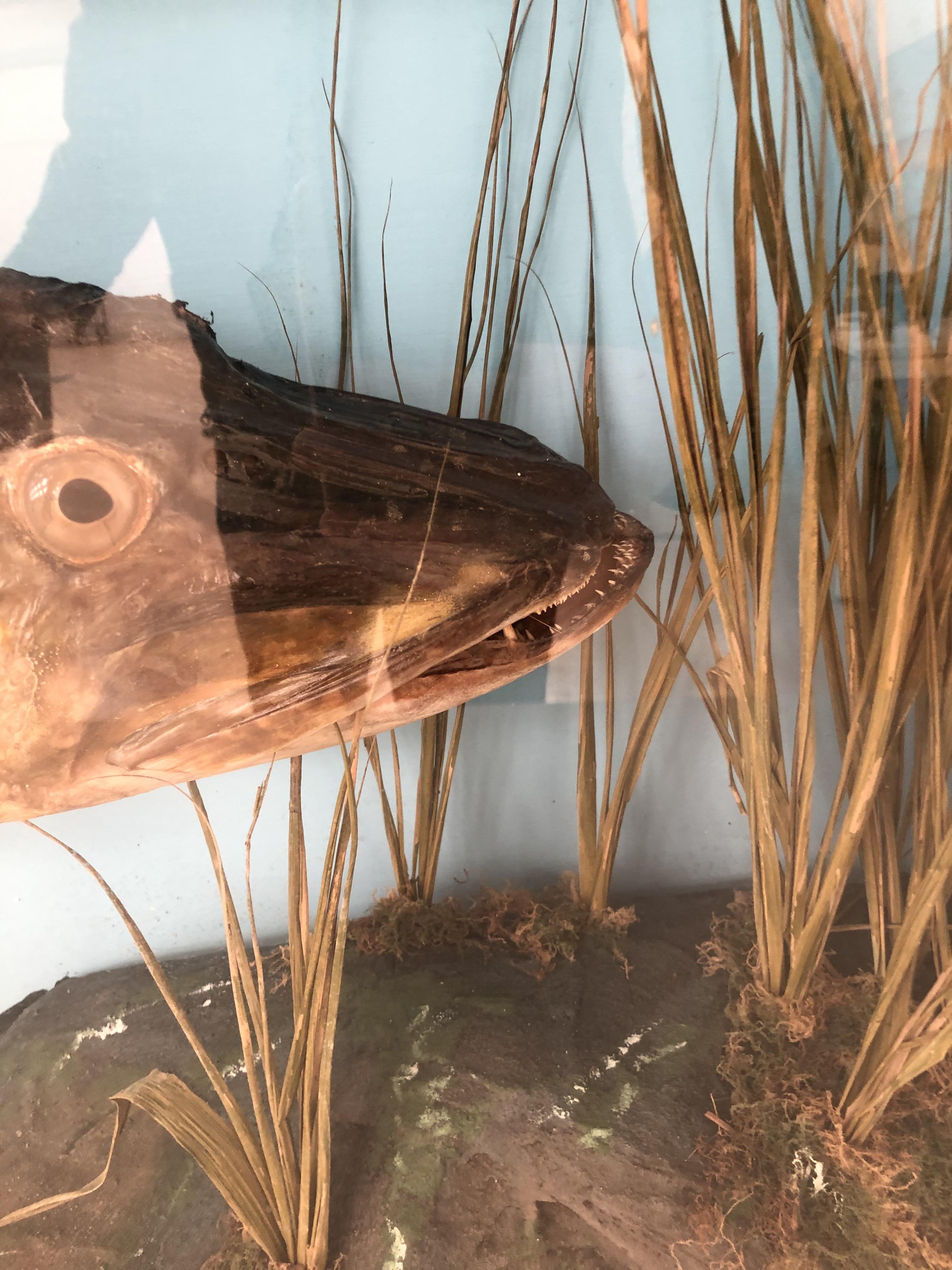 Large Cased taxidermy of a Pike. - Image 2 of 6