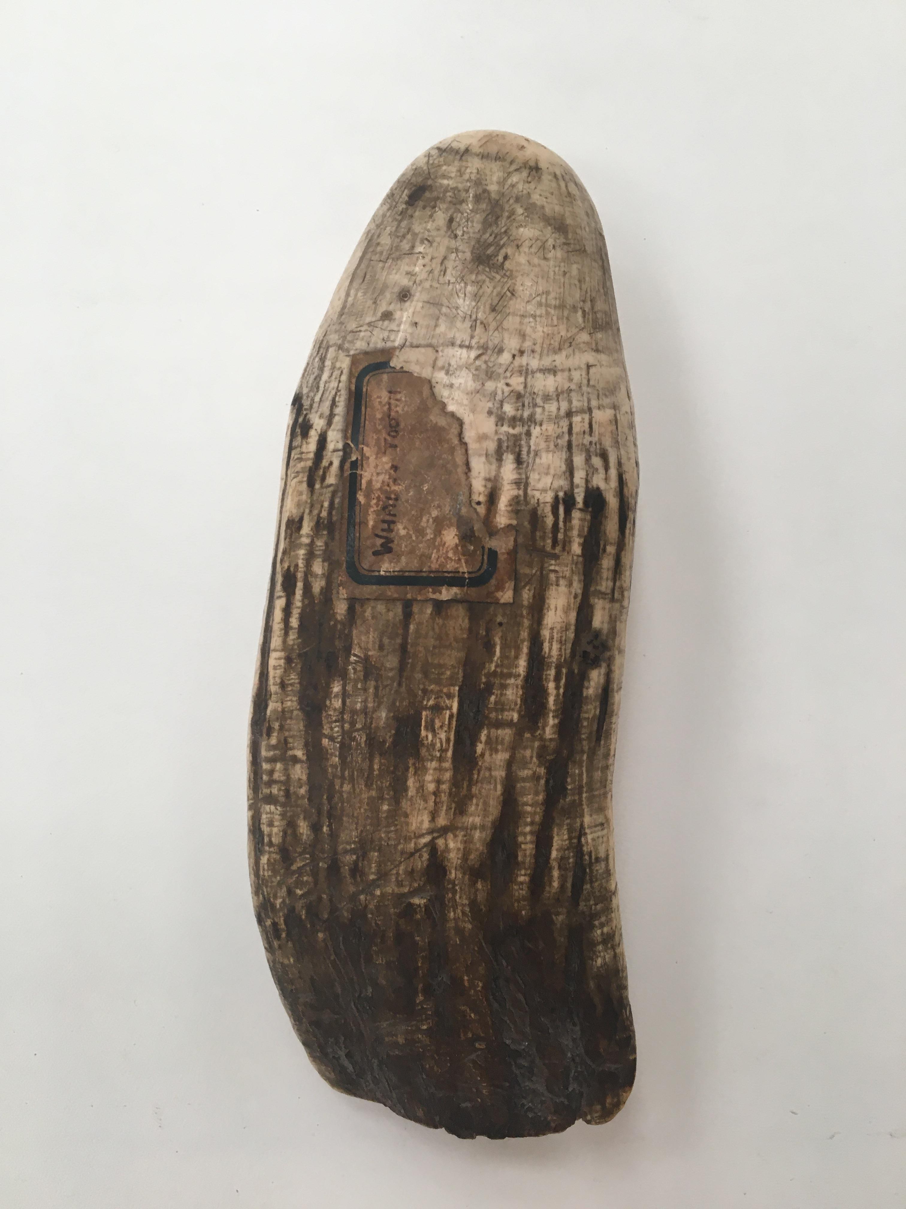 19th century Whales tooth. Weight 468 Grams, 18cm x 7.5cm