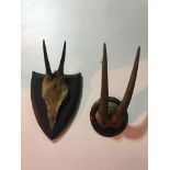 Two pairs of mounted deer horns