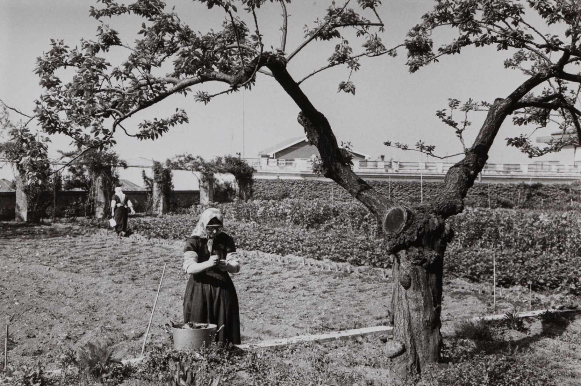 Edouard Boubat (1923-1999) - Untitled (Countrywoman), years 1950 - Two gelatin [...] - Bild 3 aus 3