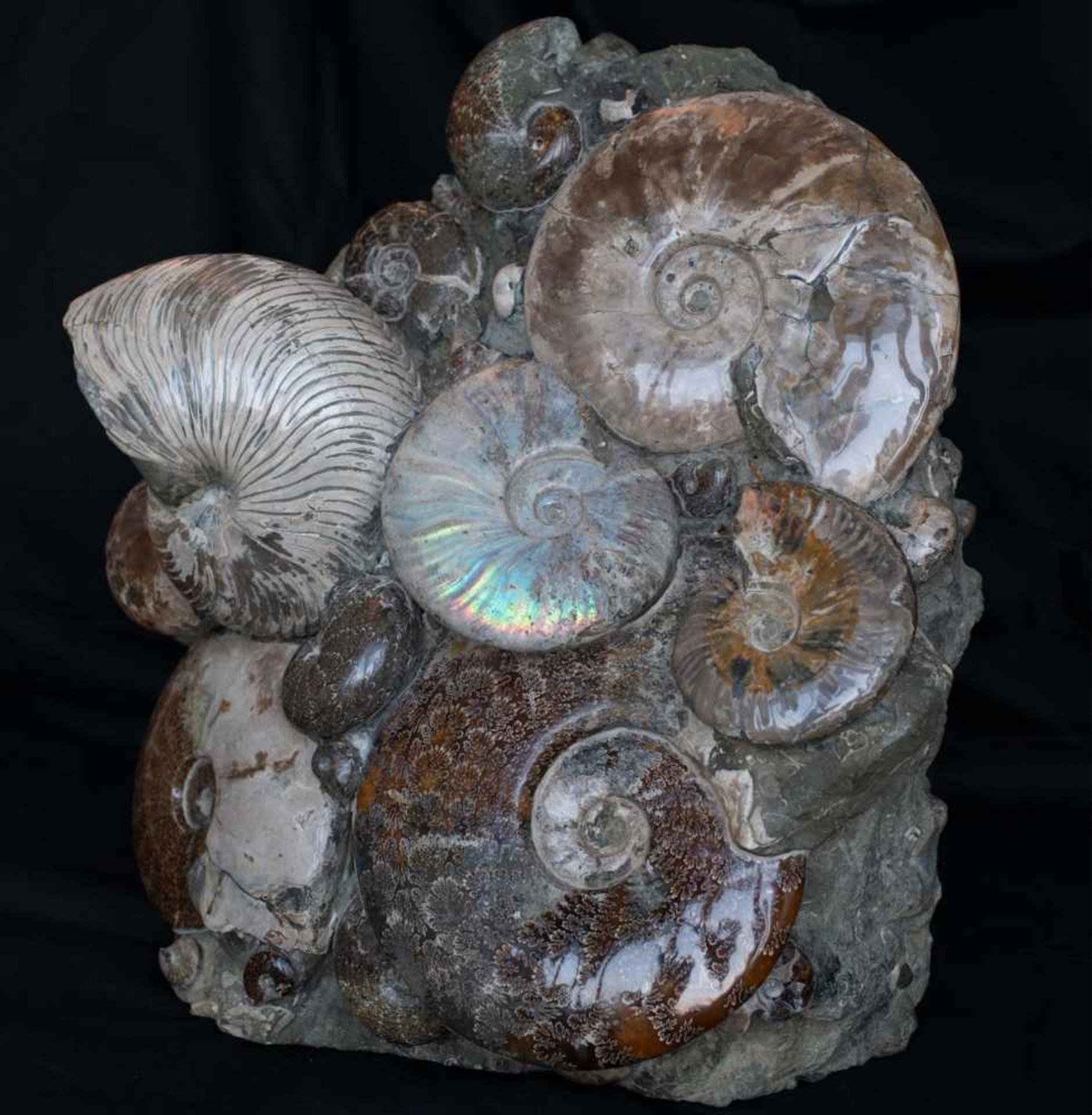 SEA-BED-SCULPTURE WITH AMMONITES - Bild 2 aus 2