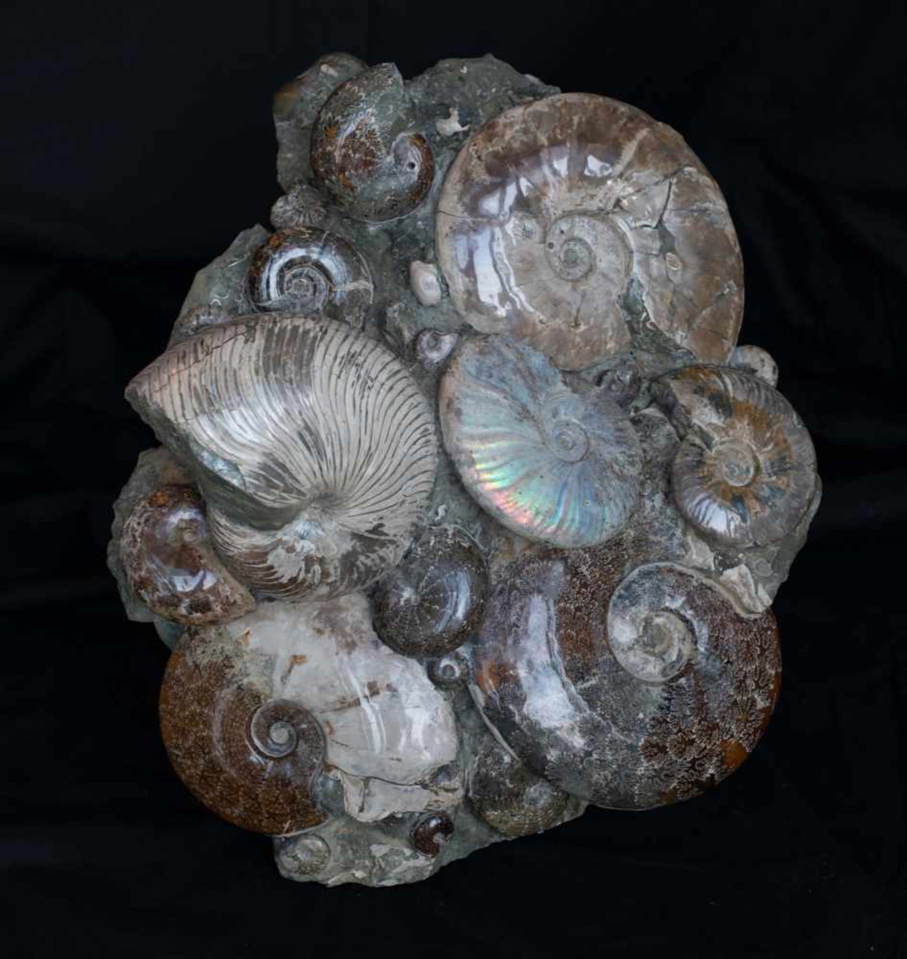 SEA-BED-SCULPTURE WITH AMMONITES