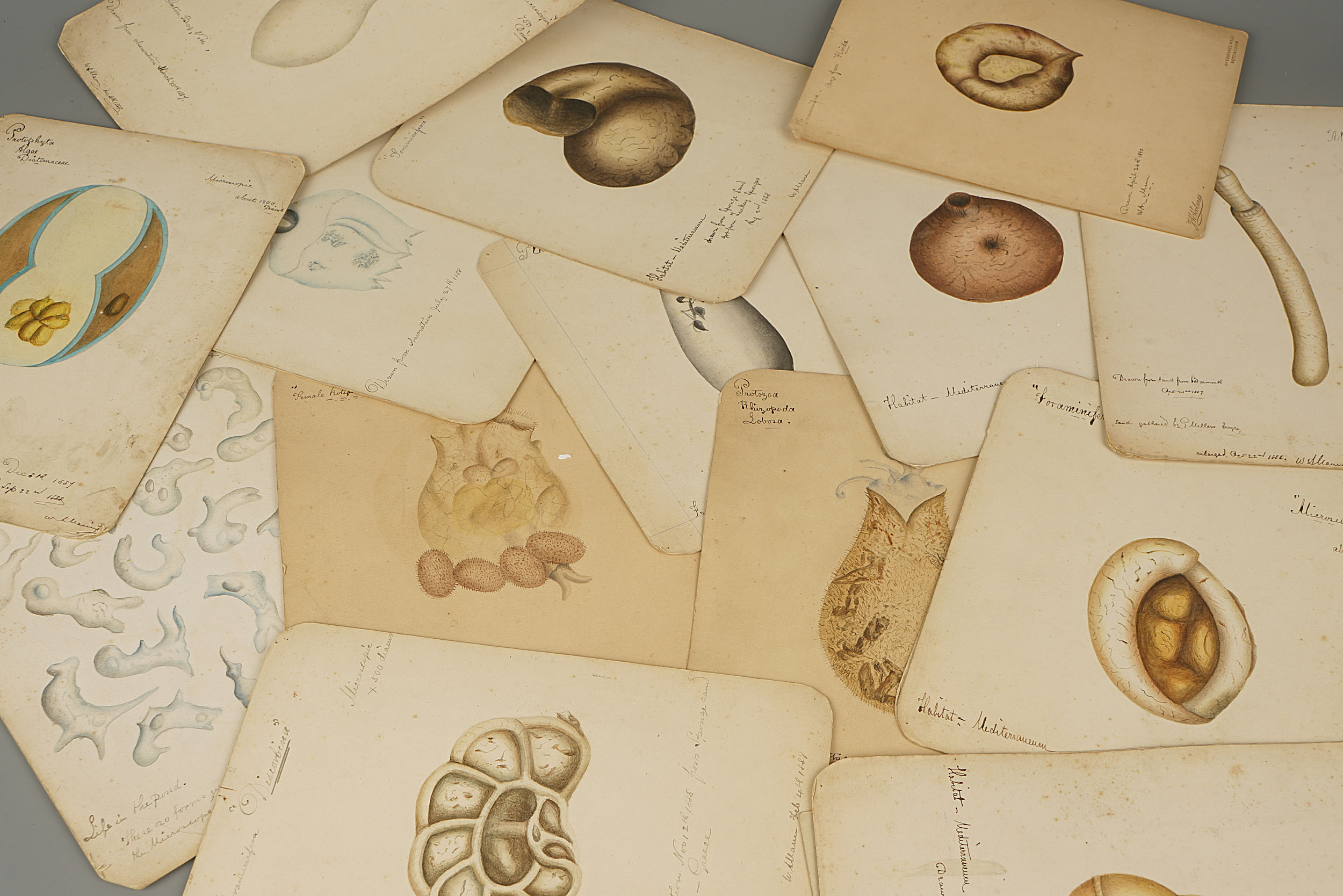 A Collection of 20 Hand Painted Victorian Microscope Microscopical Studies,