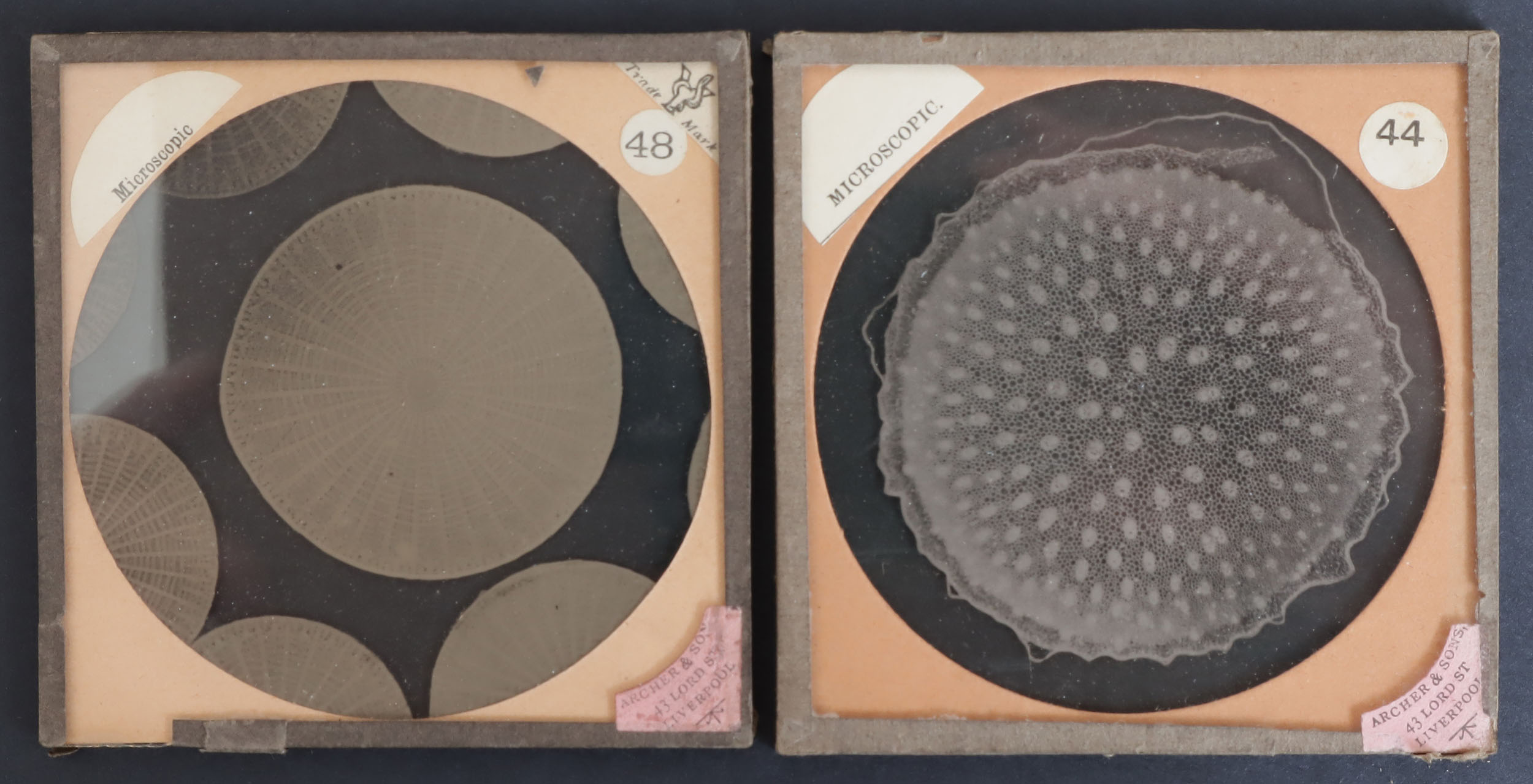 A Collection of Photomicrograph Lantern Slides, - Image 4 of 6