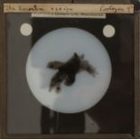 A Collection of Photomicrograph Lantern Slides,