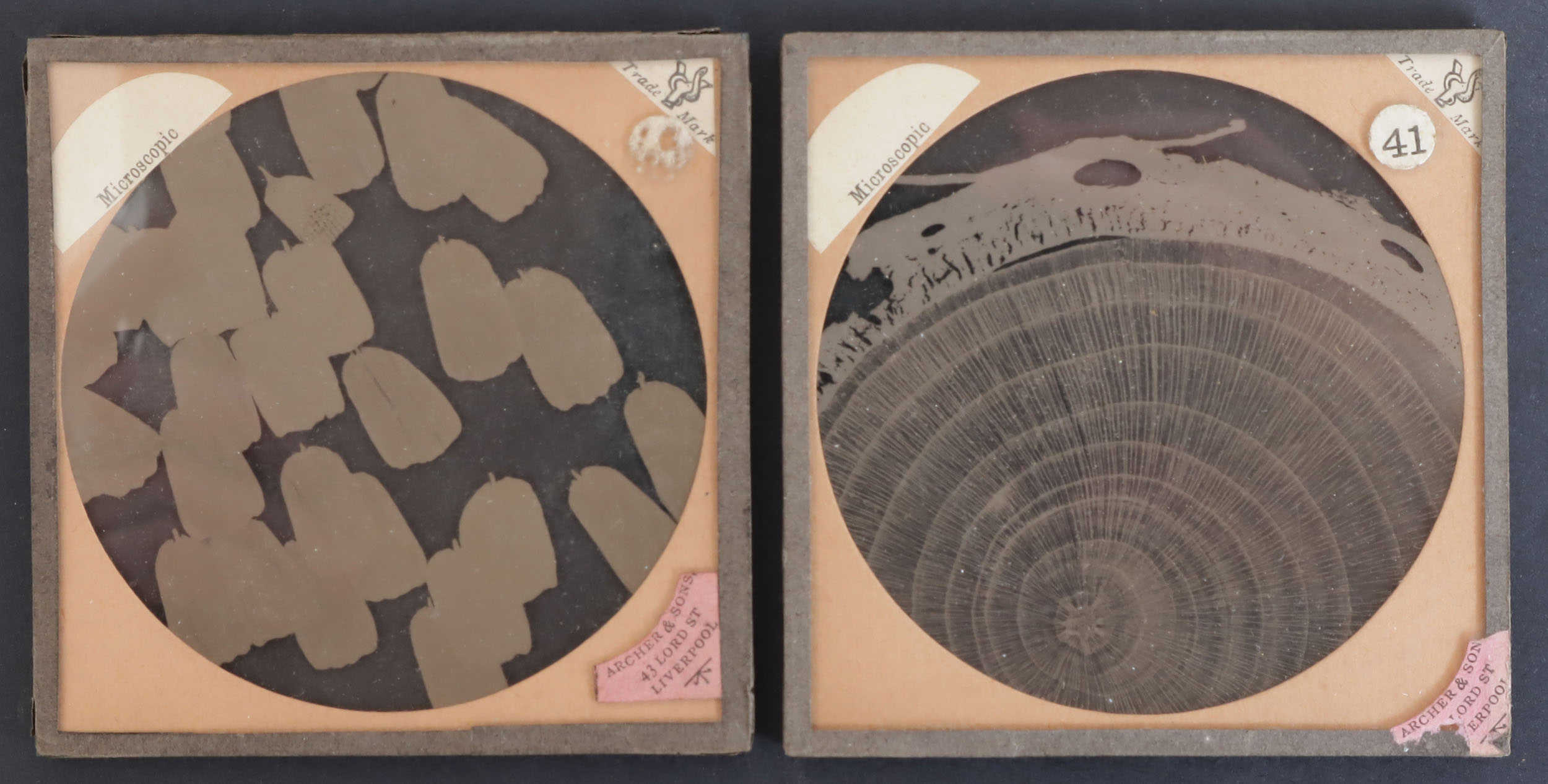 A Collection of Photomicrograph Lantern Slides, - Image 5 of 6