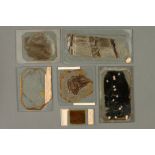 A Collection of Large Lomax Microscope Slides from the Lomax Exhibition,
