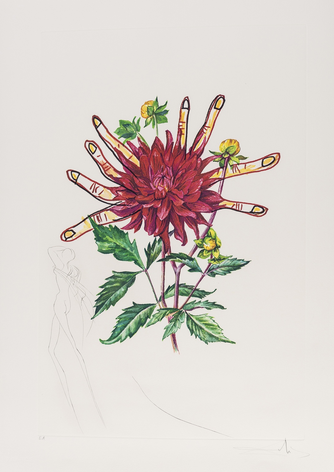 Salvador Dali (1904-1989) Dahlia Rapax (from Surrealistic Flowers) (Field 72-7-H; M&L538)