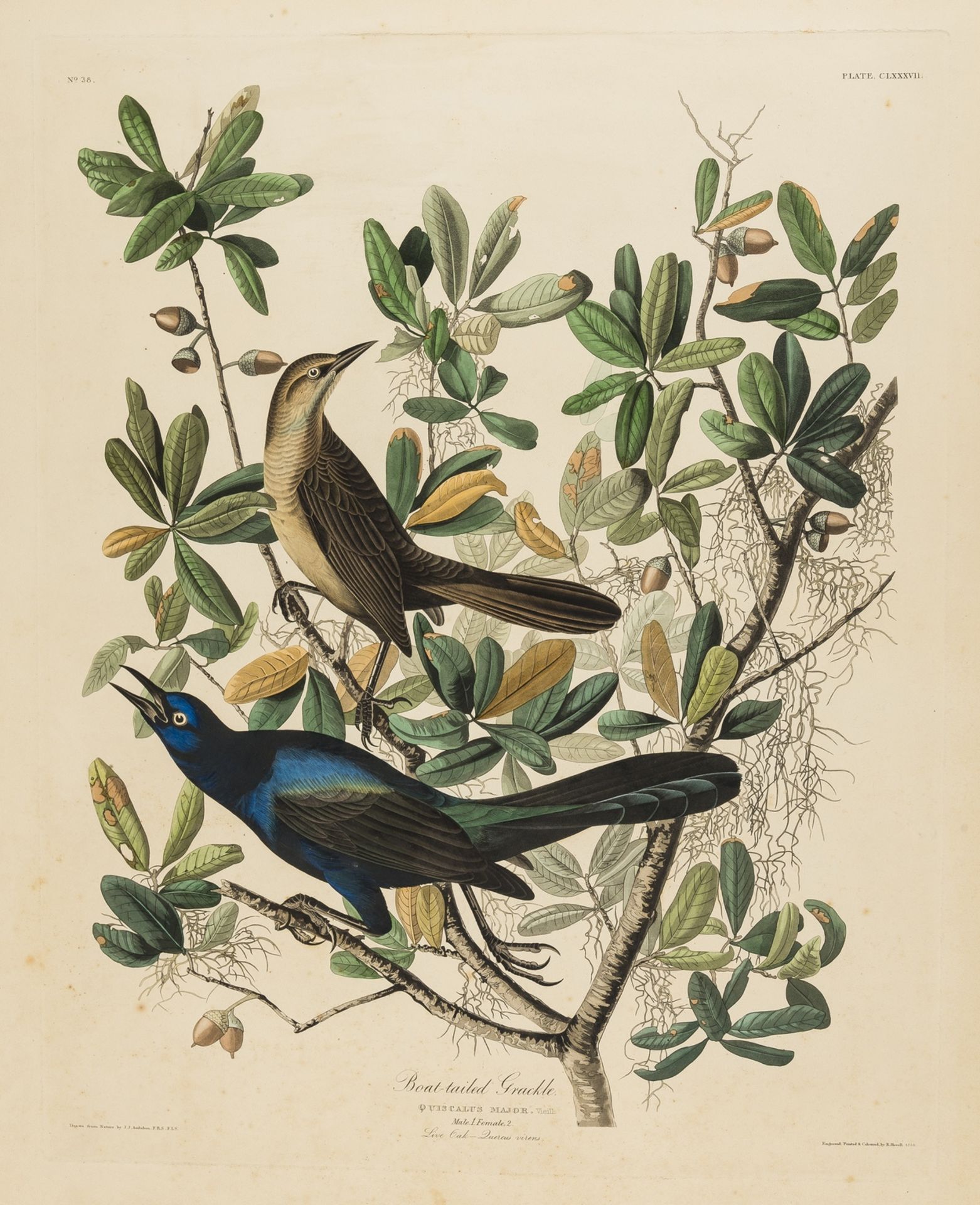 Birds.- Audubon (After John James) A group of seven Havell edition plates from 'Birds of America', …