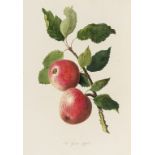 Fruit.- Knight (Thomas Andrew) Pomona Herefordiensis, first edition, 30 hand-coloured plates, …