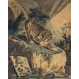 Nodder (Richard Polydore, 1774-1820) A Leopard, 1793.