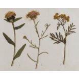 Botany.- , 3 albums of botanical samples, [c.1947].