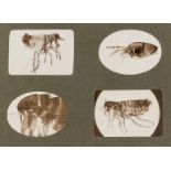 Microphotograph Album of insects, c.1920s