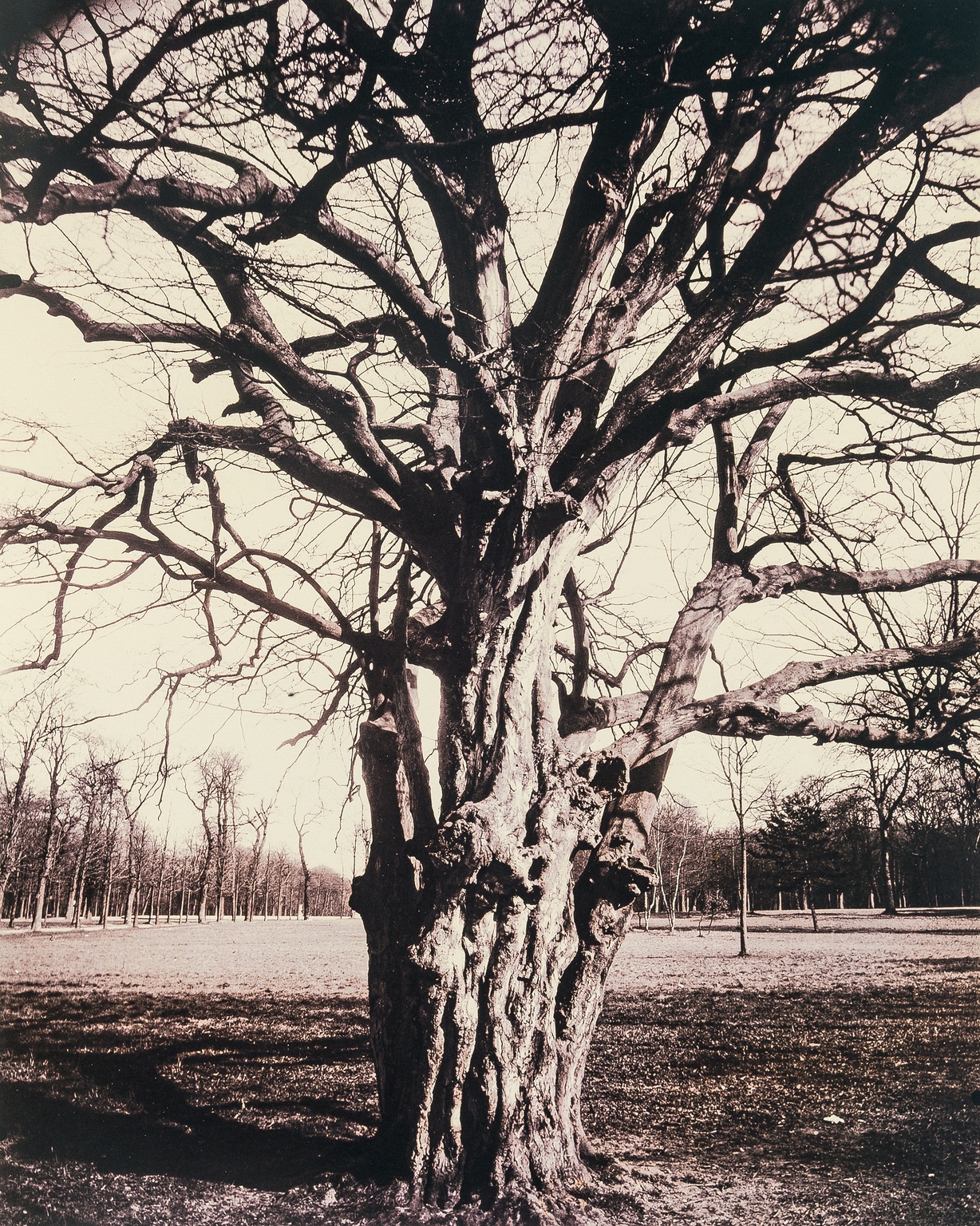 Photography.- Aubenas (Sylvie) & Guillaume Le Gall., Eugene Atget's trees, limited edition, New …