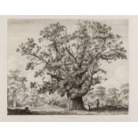 Trees.- Strutt (Jacob George) Seven plates from 'Sylva Britannica', 1826 (7)