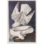 Birds.- Audubon (John James), after. The Birds of America, ten full-size facsimile plates, 1984