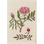 Botany.- Roses.- Lindley (John) Rosarum Monographia; or a Botanical History of Roses, for James …