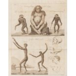 Theory of evolution.- White (Charles) An Account of the Regular Gradation in Man, first edition, …