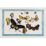 Sunqua (Chinese painter) Album of Chinese export watercolours of butterflies, beetles and other …