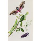 Insects.- Johnson (Theophilus) British Butterflies, Hawkmoths and Bombyces. (A Companion to the …