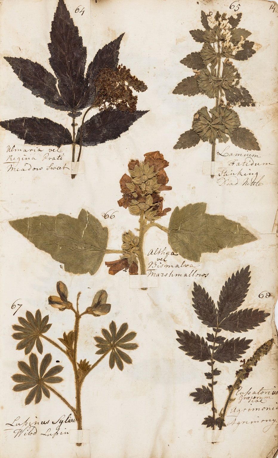 Herbarium.- I. (E.) Album containing dried and pressed specimens of British plants, 222 specimens … - Image 2 of 2