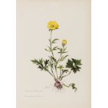 Botany.- Stone (Elizabeth, active c. 1880s), attributed to. Botanical album with 91 original …