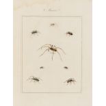 Spiders.- Martyn (Thomas) Aranei, Or a Natural History of Spiders, first edition, 1793.