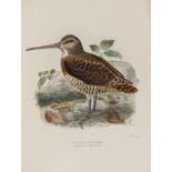 Birds.- Seebohm (Henry) The Geographical Distribution of the Family Charadriidae, or the Plovers, …
