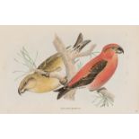 Birds.- Bonaparte (Charles L.) & H. Schlegel, Monographie des Loxiens, Leiden, Arnz & Comp, 1850.