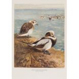 Birds.- Millais (John Guille) British Diving Ducks, 2 vol., first limited edition numbered 85 of …