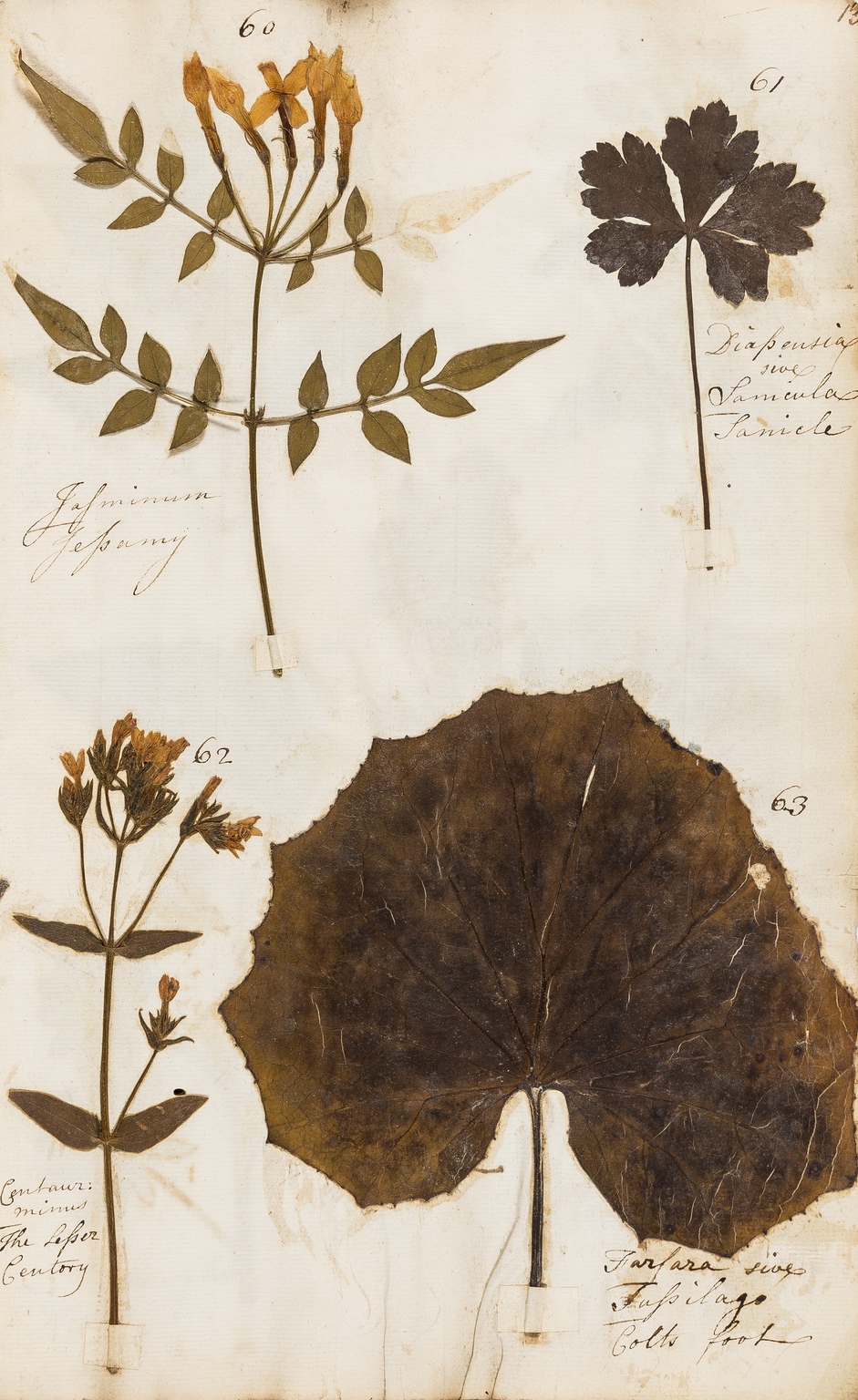 Herbarium.- I. (E.) Album containing dried and pressed specimens of British plants, 222 specimens …