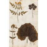 Herbarium.- I. (E.) Album containing dried and pressed specimens of British plants, 222 specimens …