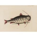 Fish.- Catesby (Mark) Five plates of fish and crustaceans from 'The Natural History of Carolina, …