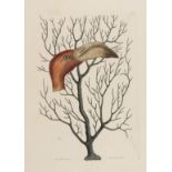 Birds.- Catesby (Mark) Caput Phaenicopteri & Keratophyton (Flamingo Head with Coral), [1731-45 but …