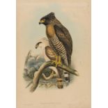 Birds.- English School (19th century) Crested Goshawk [?] in a landscape with fish, watercolour, …