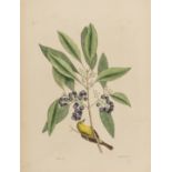 Birds.- Catesby (Mark) Five plates of birds from 'The Natural History of Carolina, Florida and the …