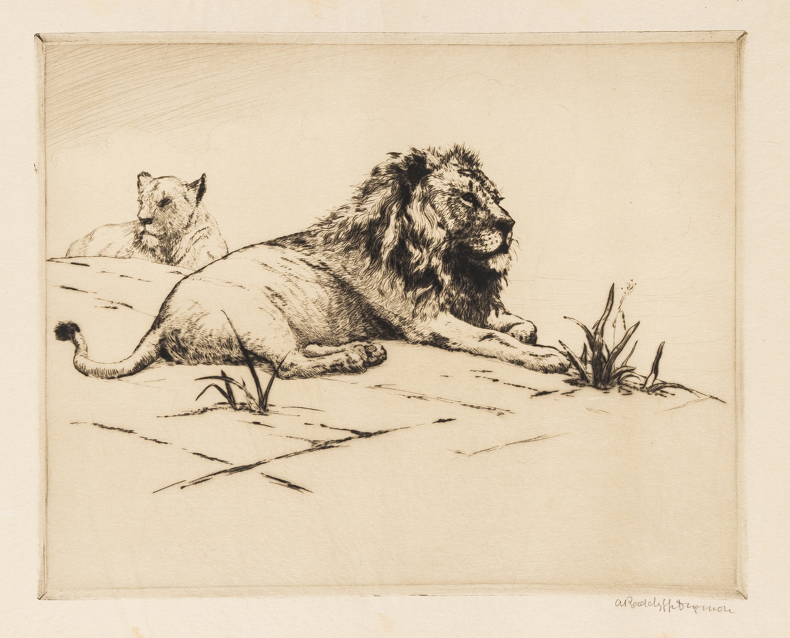 Africa.- Dugmore (A. Radclyffe) Etchings of East African Animals, 32 proof and limited edition … - Image 2 of 4