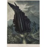 Botany.- Thornton (Robert John) The Dragon Arum, from 'The Temple of Flora', 1801.