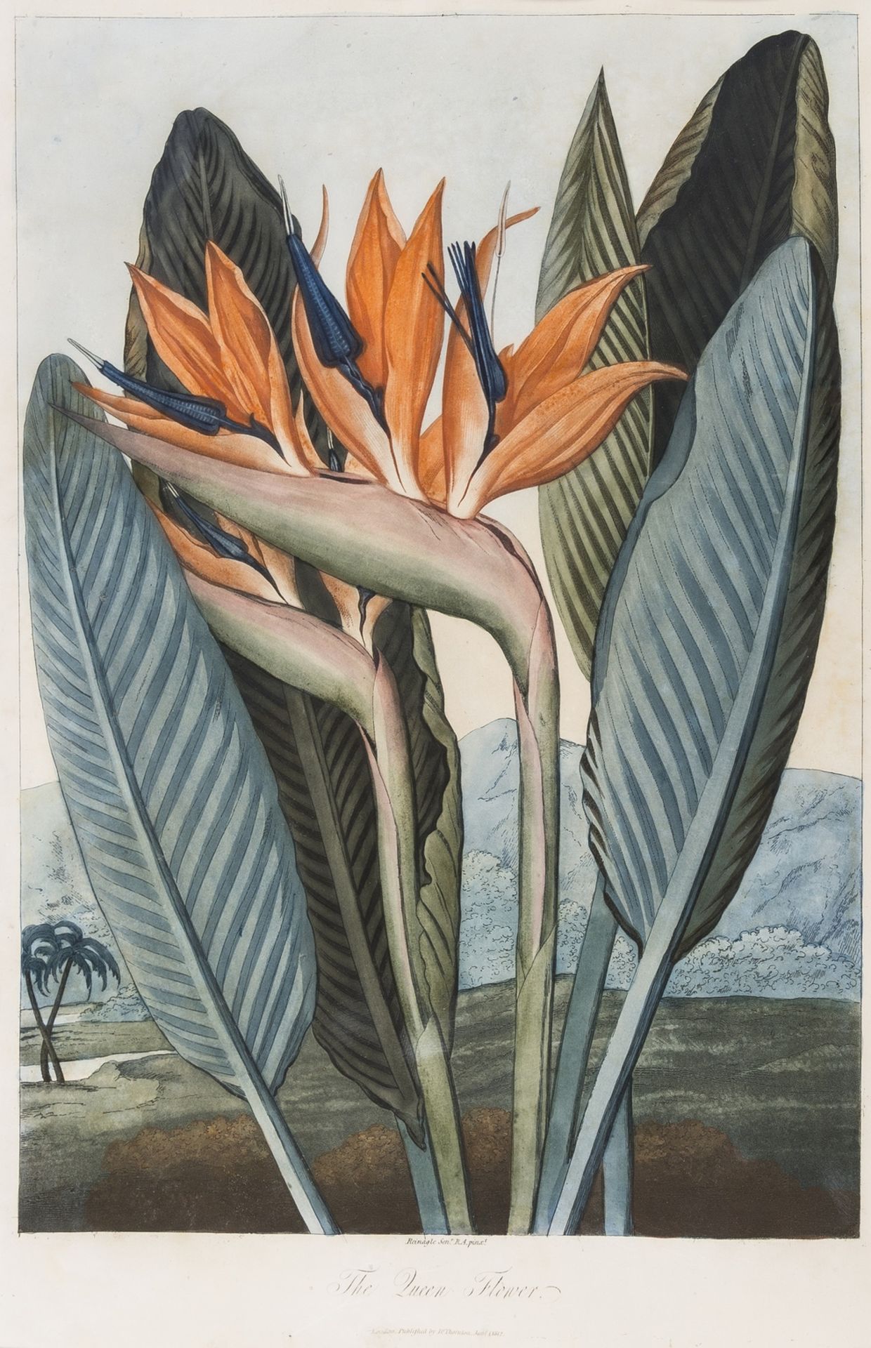 Botany.- Thornton (Robert John) The Queen Flower, from 'The Temple of Flora', 1812.