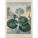 Botany.- Thornton (Robert John) The Blue Egyptian Water-Lily, from 'The Temple of Flora', 1804.